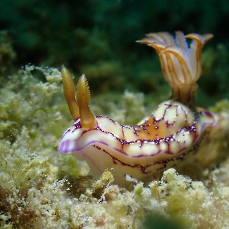 Amila Dive Beach Resort Sipalay Dış mekan fotoğraf