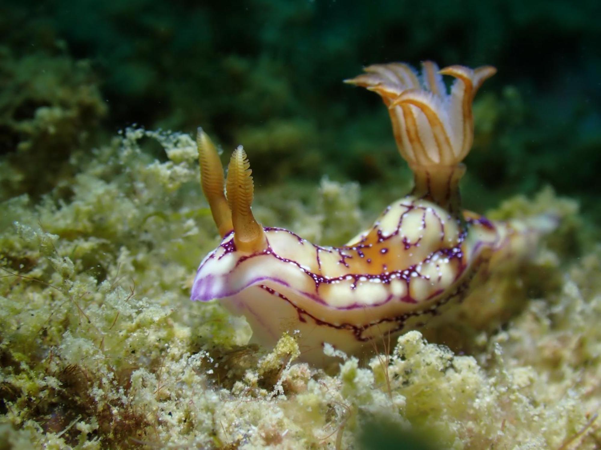 Amila Dive Beach Resort Sipalay Dış mekan fotoğraf